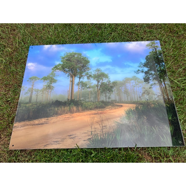 Green Old Florida; Highlands Hammock Park, Sebring Florida Photo Print, Pines and Palmetto. Four by Three Feet in Plastic For Sale - Image 8 of 18