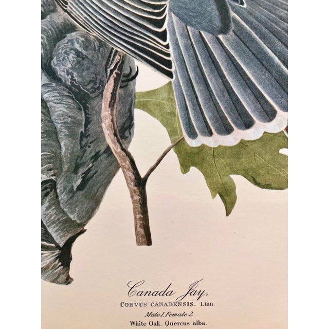 John James Audubon 1964 Audubon Folio Lithograph Great Bird Paintings – “Canada Jay” 17x14 For Sale - Image 4 of 7