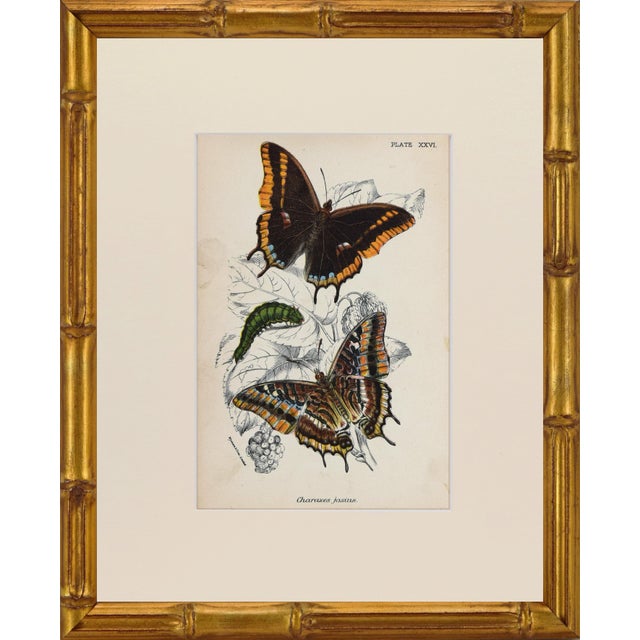 Late 19th Century 19th Century Antique English Butterfly Print 1897 For Sale - Image 5 of 5