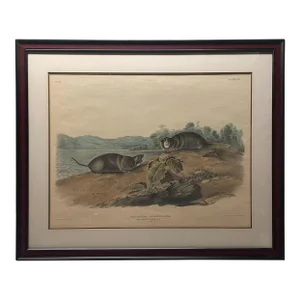 Original John J Audubon 'mole Shaped Pouched Rat Bowen Imperial Folio Lithograph