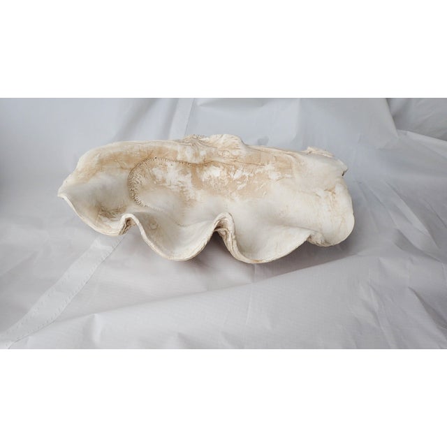 Cast Clam Shell Centerpiece Bowl 20 x 13 x 6.5H Excellent Chairish