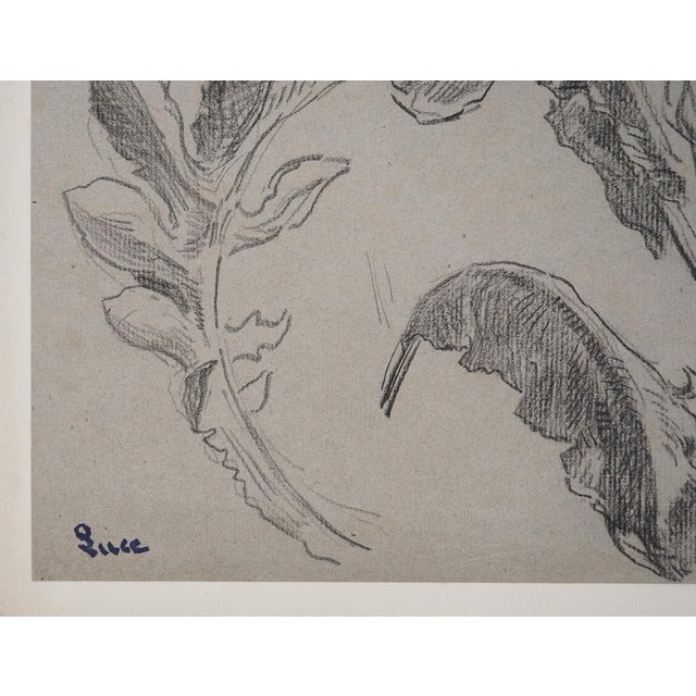 Maximilien LUCE (1858-1941) Study of leaves Original pencil drawing Signed in ink Authenticated by the artist's stamp On...