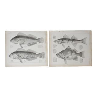 Mid 19th Century Us Pacifc Railroad Fish Lithograph Book Plate - A Pair For Sale
