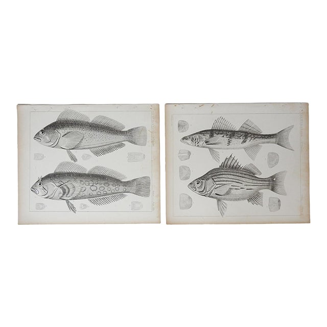 Mid 19th Century Us Pacifc Railroad Fish Lithograph Book Plate - A Pair For Sale