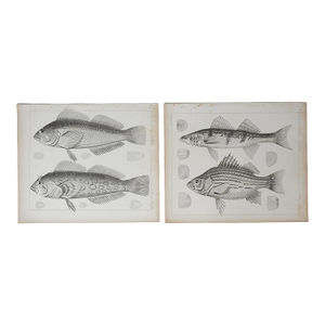 Mid 19th Century Us Pacifc Railroad Fish Lithograph Book Plate - A Pair