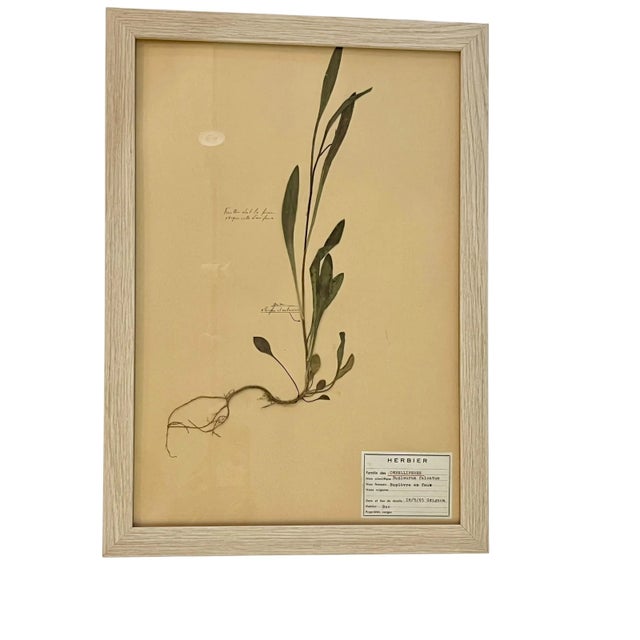 Set of 4 vintage French herbarium dried plant and floral specimens. Each one has a printed and hand written label with...