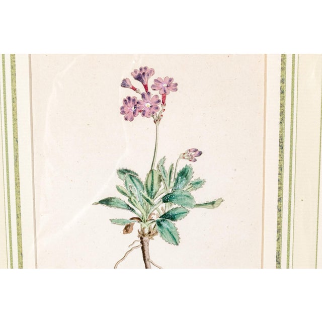 Set 4 antique framed botanical prints of flower specimens by Samuel Curtis (Walworth Surrey, England - 19th century)....