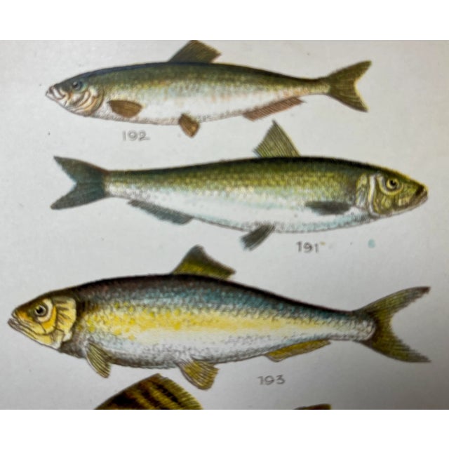 Antique Fish Print From England Featuring a Pike, Sharpchin Barracudina, Hatchfish, Pearlfish, Anchovy, Herring, Pilchard, Sprat & Shad -,Circa 1902 For Sale - Image 4 of 11
