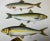 Antique Fish Print From England Featuring a Pike, Sharpchin Barracudina, Hatchfish, Pearlfish, Anchovy, Herring, Pilchard, Sprat & Shad -,Circa 1902 For Sale - Image 4 of 11
