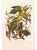 1990s Carolina Parrots After Audubon, Large American Classical Print For Sale