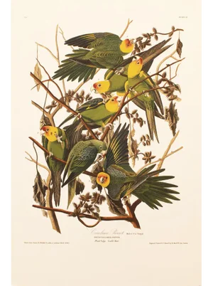 1990s Carolina Parrots After Audubon, Large American Classical Print