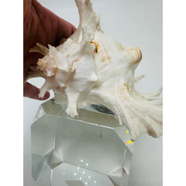 This elegant display piece features a striking spiny murex shell (likely Chicoreus ramosus) perched atop a faceted crystal...