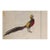 1940s Outsider Folk Art Golden Pheasant Watercolor Painting For Sale