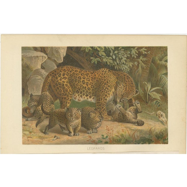 Leopards, After Wilhelm Kuhnert, 1894, Paper For Sale - Image 3 of 10