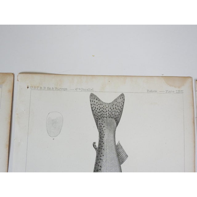 Gray Mid 19th Century Us Pacifc Railroad Fish Lithograph Book Plates - Set of 3 For Sale - Image 8 of 9