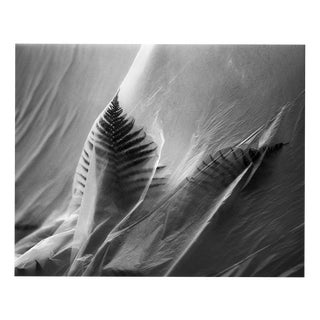 Ugne Pouwell, Fern No. 4, 2026, Black and White Analogue Botanical Photograph For Sale