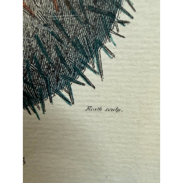 Paragon Echinus Esculentus I & II Art Prints, Set of Two For Sale In San Francisco - Image 6 of 12
