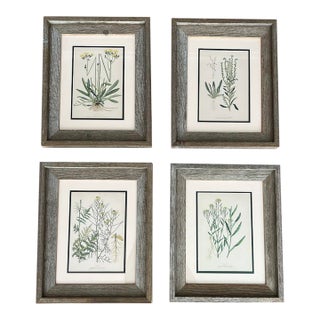 Vintage Botanical Prints Framed Authentic 1910 Canadian Farm Weed Prints - Set of 4 For Sale