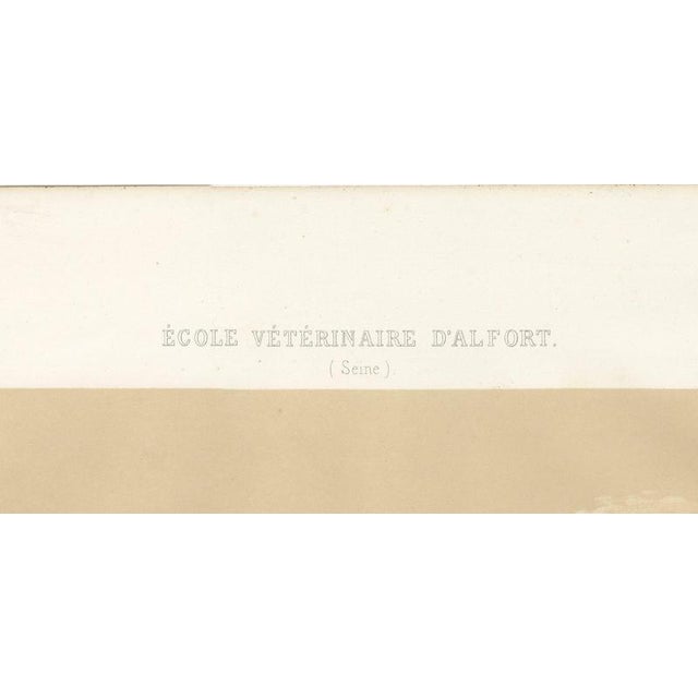 V. Rose, Alfort Veterinary School, 1873, Paper For Sale - Image 4 of 12