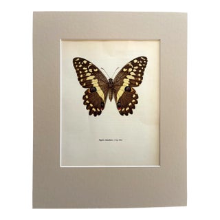 Vintage 1965 Butterfly Print in 11x14 Mat: Papilio Demococus Christmas Butterfly For Sale