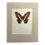 Vintage 1965 Butterfly Print in 11x14 Mat: Papilio Demococus Christmas Butterfly For Sale