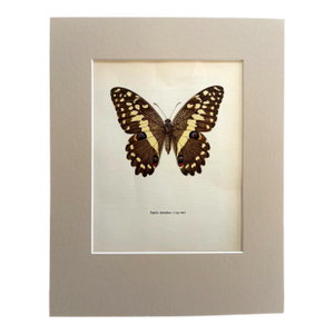Vintage 1965 Butterfly Print in 11x14 Mat: Papilio Demococus Christmas Butterfly