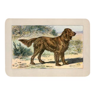 English Spaniel Dog Print, 1907, Antique Dog Print, Lithograph, France For Sale