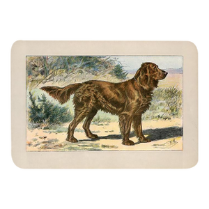 English Spaniel Dog Print, 1907, Antique Dog Print, Lithograph, France