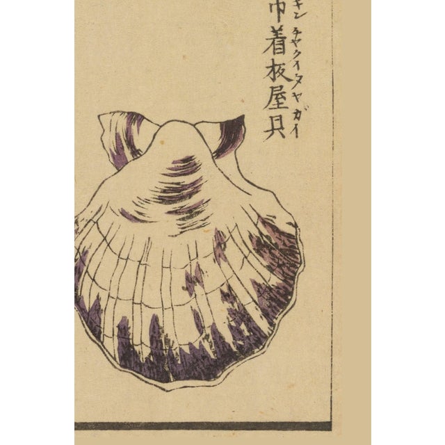 Not Yet Made - Made To Order Vintage Japanese Scallop Shells, Woodblock Print Reproduction, 24" X 36" For Sale - Image 5 of 11