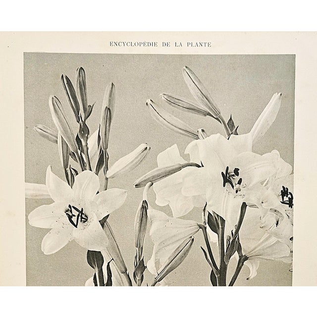 Contemporary 1902 French Photographic Botanical Lithograph- White Lily, Documentation For Sale - Image 3 of 5
