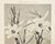 Contemporary 1902 French Photographic Botanical Lithograph- White Lily, Documentation For Sale - Image 3 of 5