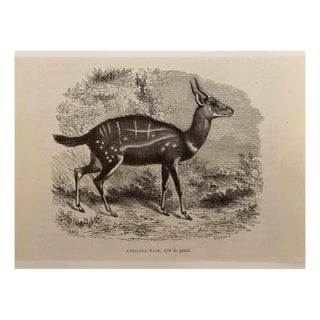 Paul Gervais, The Antelope, 1854, Lithograph For Sale