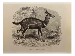 Paul Gervais, The Antelope, 1854, Lithograph