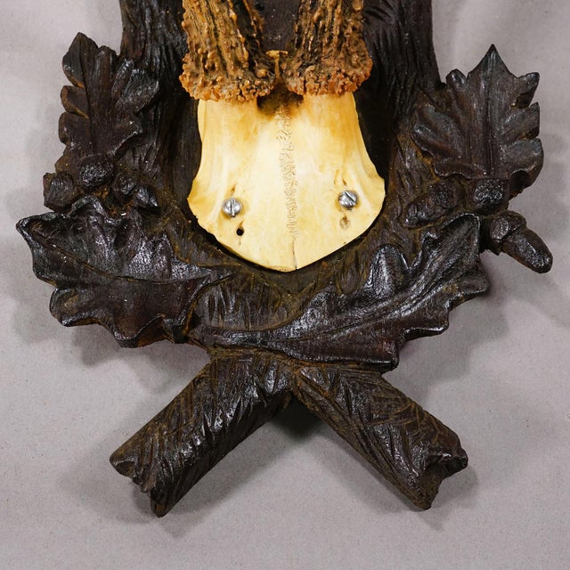 Late 19th Century Antique Red Deer Trophy on Carved Plaque, Black Forest, Germany 1900 For Sale - Image 5 of 5
