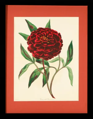 Framed 1834 Paxton Paeonia Edulis Reevesiana (Reeve's Peony) Flower Engraving