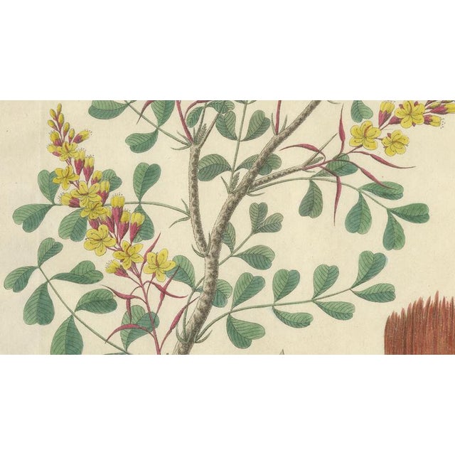 Haematoxylon Campechianum, 1800s, Paper For Sale - Image 4 of 10