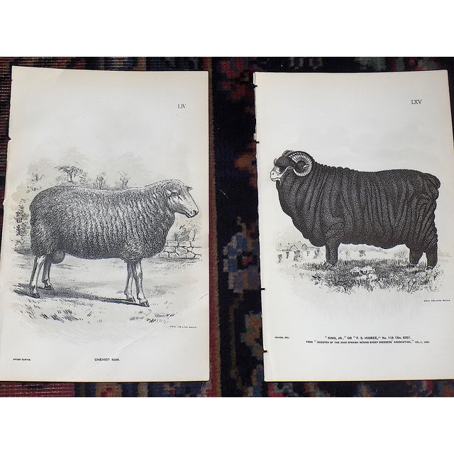 Late 19th Century Authentic Antique 19th Century Sheep Stone Lithographs - Set of 12 For Sale - Image 5 of 9