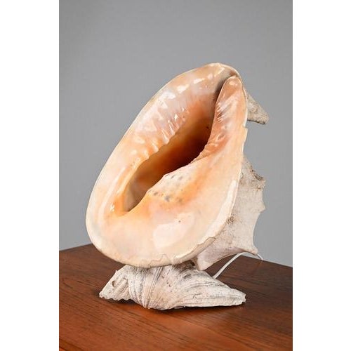 Vintage Shell Lamp For Sale - Image 3 of 10