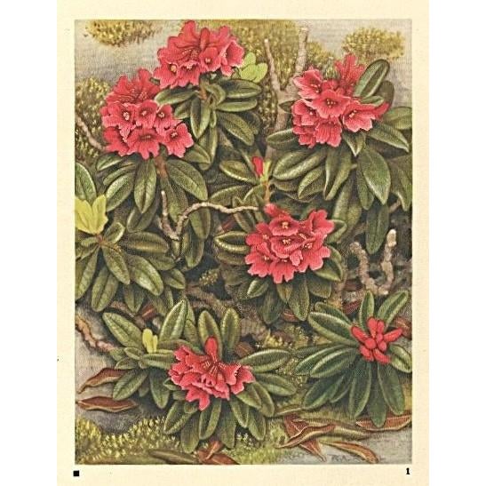 This is a 1945 botanical ;ithograph print that was printed in Switzerland. It is a watercolor, numbered, and signed plate...