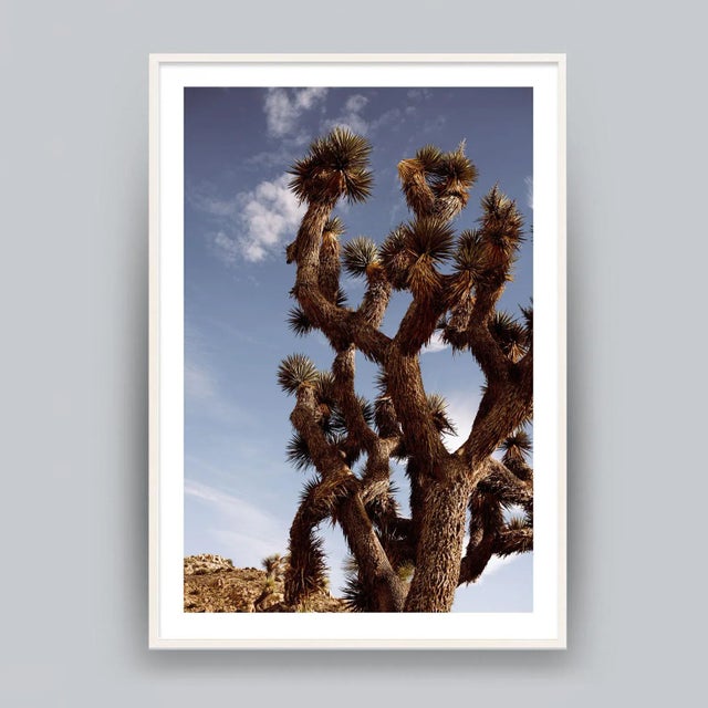 American Joshua Tree Desert Photograph - 32" X 48" For Sale - Image 3 of 3