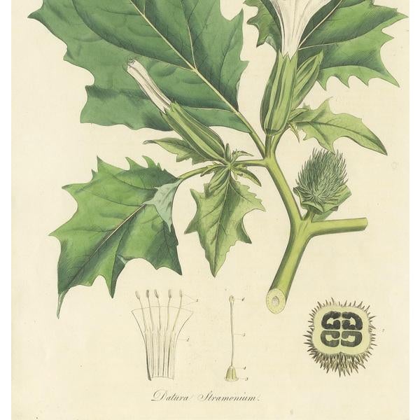 Curtis, Botany Illustration of Datura Stramonium, 1817, Print For Sale - Image 4 of 10