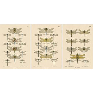 Dragonfly Lithographs from Die Geradflügel Mitteleuropas, 1908, Set of 3 For Sale