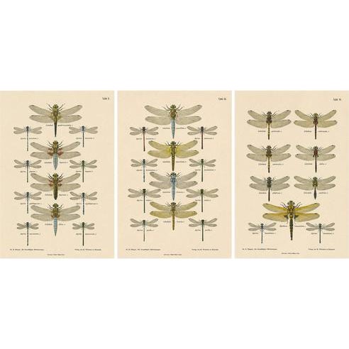 Dragonfly Lithographs from Die Geradflügel Mitteleuropas, 1908, Set of 3 For Sale