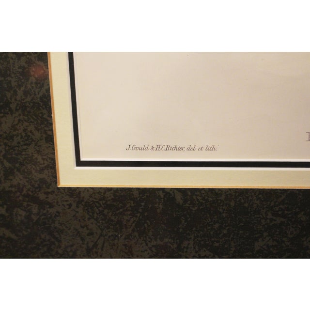 1970s English Framed Reproduction of Gould's White Tailed Robin Lithograph For Sale - Image 4 of 10