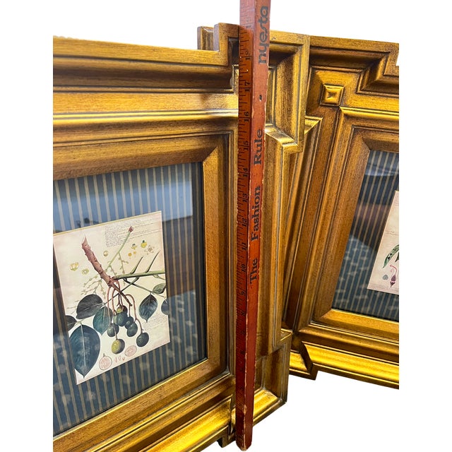 Paragon Botanical & Fruit Prints in Monumental Architectural Giltwood Frames, Pair For Sale - Image 15 of 16