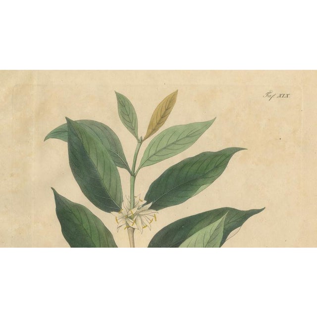 Coffea Arabica, 1800s, Paper For Sale - Image 3 of 10
