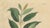 Coffea Arabica, 1800s, Paper For Sale - Image 3 of 10