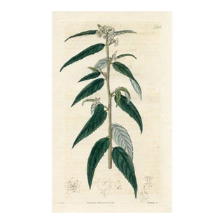 1820, Kerrawang Botanical Print, Curtis's Botanical Magazine, Original Antique Botanical Print, Engraving, England For Sale