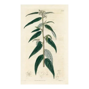 1820, Kerrawang Botanical Print, Curtis's Botanical Magazine, Original Antique Botanical Print, Engraving, England