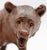 Early 20th Century Circa 1900 Swiss Small-Medium Size Strolling Black Forest Bear For Sale - Image 5 of 7